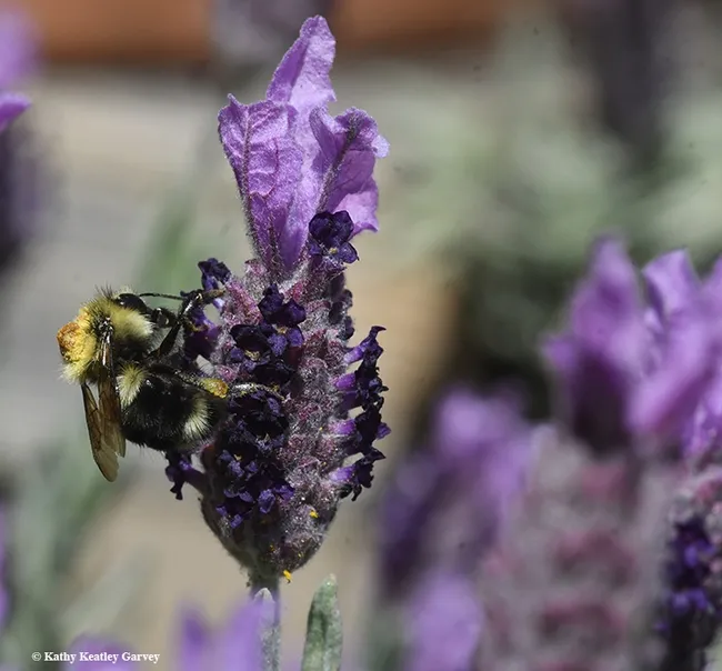 A black-tailed bumble bee, Bombus melanopygus with a thick load of resin on her thorax. She had just visited a nototribic flower. (Photo by Kathy Keatley Garvey)