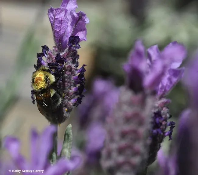 Dorsal view of the pollen hump on the back of the black-tailed bumble bee. (Photo by Kathy Keatle Garvey)