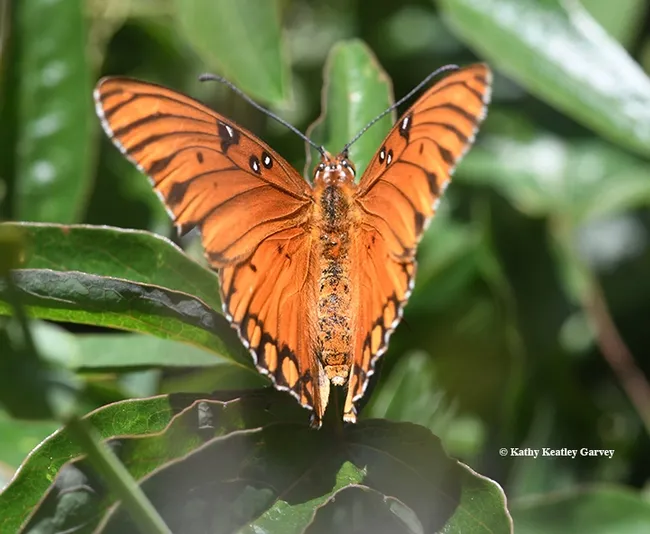 The Gulf Fritillary maneuvers its wings. (Photo by Kathy Keatley Garvey)