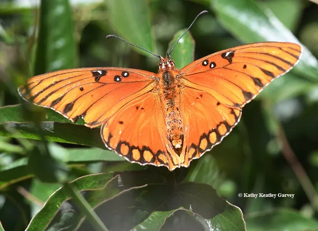 The Gulf Fritillary spreads its wings. (Photo by Kathy Keatley Garvey)