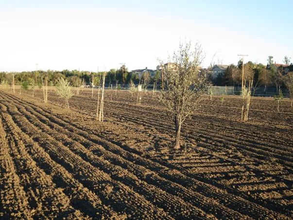 Climate-ready trees planted in 2016 at the UC South Coast Research and Extension Center.