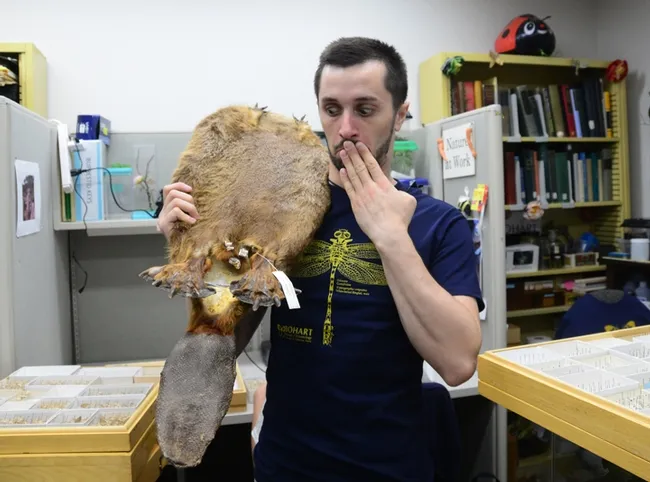 Yes, this is where they live, says Wade Spencer. He's referring to Platypsyllus castoris, an ectoparasite on beavers in the perianal region. (Photo by Kathy Keatley Garvey)