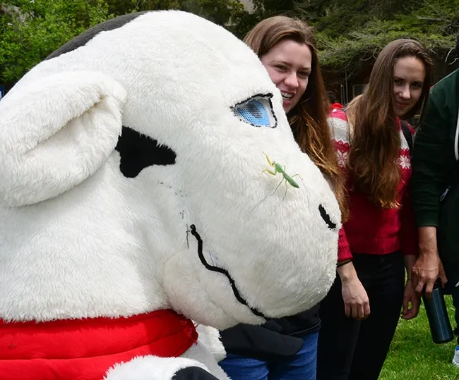 Don't look now, but mascot "Hamburger Cow Patty" has a visitor on her face--a Malaysian shield mantis. (Photo by Kathy Keatley Garvey)