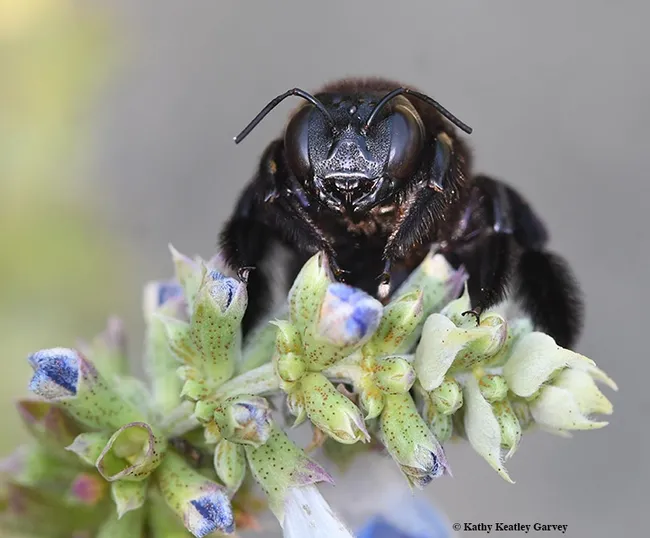 Don't bug me, I'm trying to wake up. This female Valley carpenter bee, Xylocopa varipuncta, peers over a blue spike salvia (Salvia uliginosa) blossom. (Photo by Kathy Keatley Garvey)