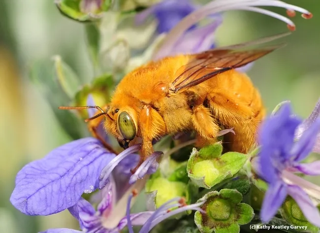 This is the male Valley carpenter, Xylocopa varipuncta, bee on germander. (Photo by Kathy Keatley Garvey)