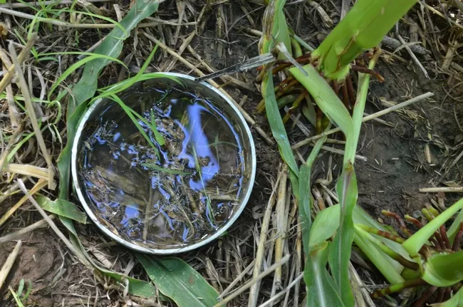 The rapidity of water infiltration into the soil is a measure of soil health. Building soil health is one of the areas in which the UC ANR-CDFA partnership will help farmers implement climate-smart farming.