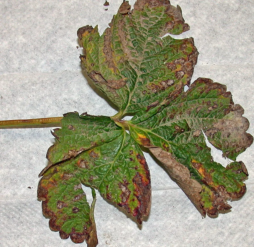 Leaf damage after sulfur application during hot Santa Ana condition at Oxnard, California/Lesiones en hoja luego de aplicación de azufre durante condiciones calurosas y secas de Santa Ana en Oxnard, California