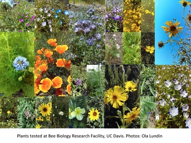 Native plant species (Photos by Ola Lundin)