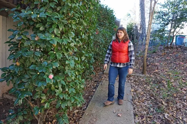 A thick hedge of camellias borders the side of the home. Although ideally homes should have a five-foot zone immediately surrounding the house clear of burnable objects and plants, she didn't have the heart to pull them all out when they were full of flower buds.