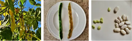 Left: Romano beans drying on vine; Center and right: Edible vs dried Romano beans and seeds