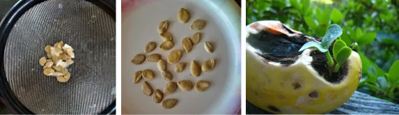 Left: Step 2, 3: Wash and dry seeds: Right: Germinated seeds in squash, photo by Vilsekogen.