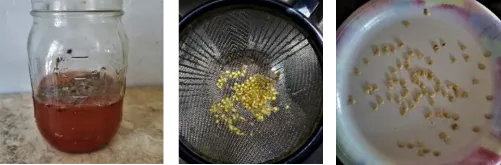Left: Step 2: Fermenting; Center and right: Step 3 & 4: Wash and dry seeds