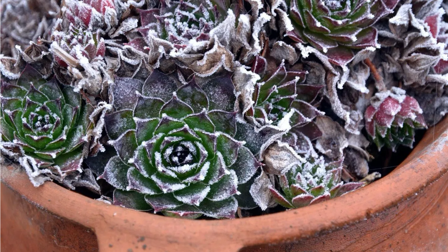 Check the USDA Plant Hardiness Zone to see if a plant will withstand frost. Photo: Veran Stanojevic, pxhere.com