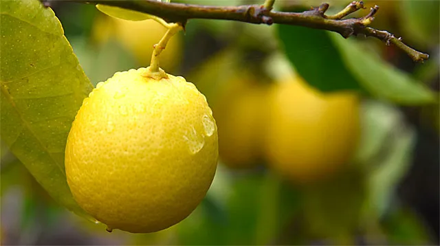 Bearss Seedless Lime