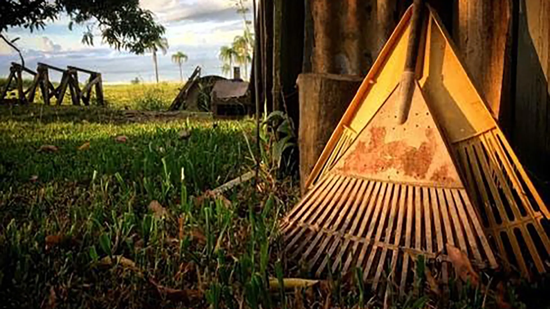 Help mitigate climate change by reducing the use of fossil fuels in the garden. Photo: Ronaldo de Oliveira, unsplash