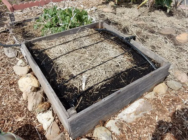 Compost and rice straw mulch in raised bed. Arborist mulch in path. Photo by Stephanie Wrightson.