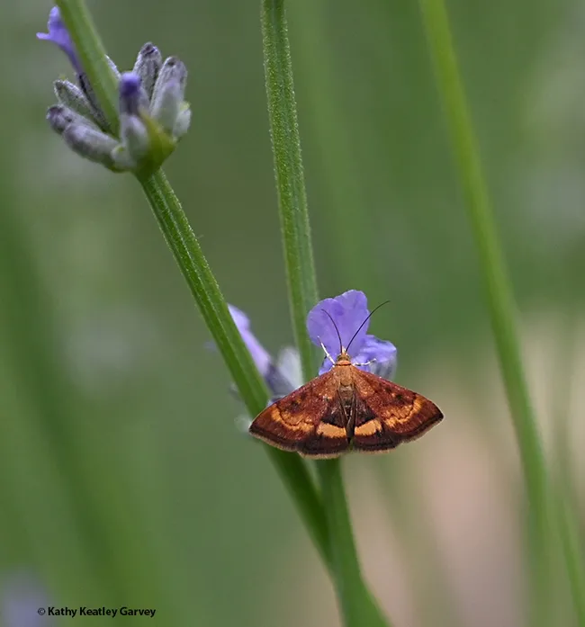 A mint moth, Pyrausta californicalis, nectaring on lavender in Vacaville, Calif. (Photo by Kathy Keatley Garvey)