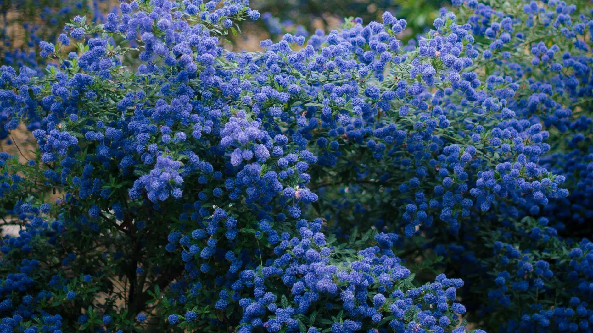 charlotte-harrison-B_n--JOCKlo-unsplash