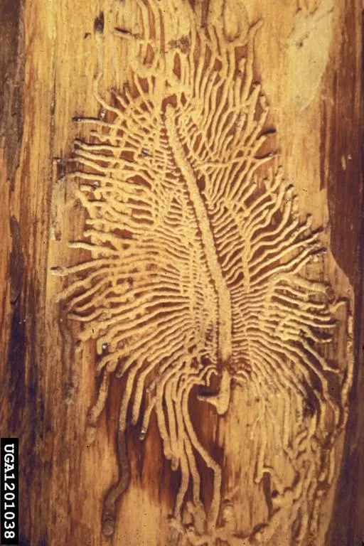 Douglas Fir Engraver Beetle Gallery. Source: Wayne Brewer, Auburn University, Bugwood.org