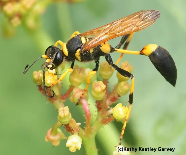 The mud dauber wasp, Sceliphron caementarium, sporting its "wasp waist." (Photo by Kathy Keatley Garvey)