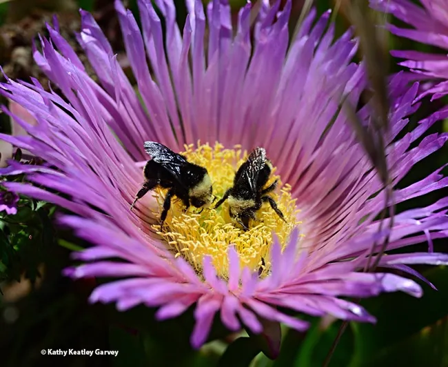 "Let's share this flower." Two bumble bees, Bombus vosnesenskii, foraging on an ice plant blossom. (Photo by Kathy Keatley Garvey)