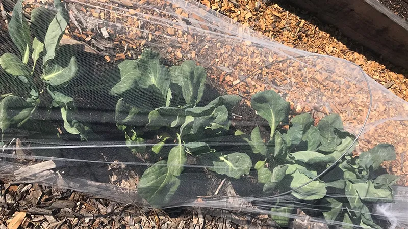 Tulle netting_cropped