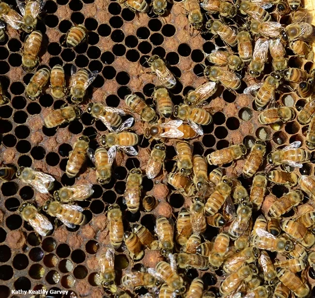 President George Washington liked honey bees--and the honey they produced--for his hoecakes. (Photo by Kathy Keatley Garvey)