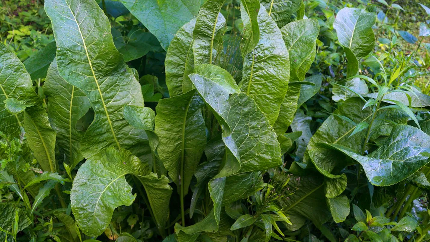 horseradish plants