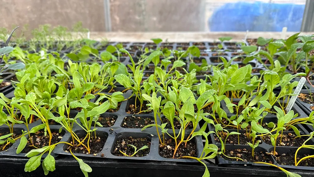 Starting Seeds Beets