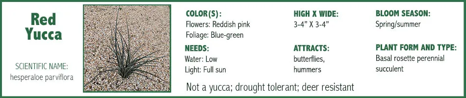 Red Yucca