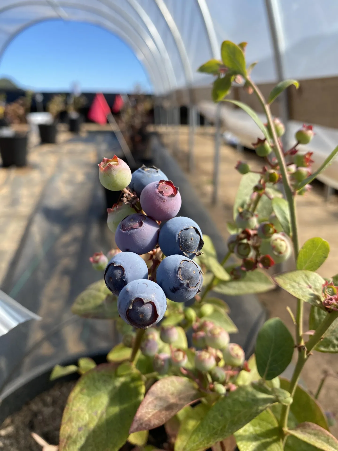 A cluster of ripe and unripe Snowchaser blueberries