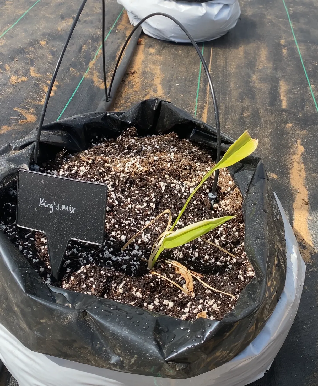 Figure 4. Spaghetti tubing connects the ¾ inch flexible tubing to the grey spot spitters in each ginger or turmeric grow bag.