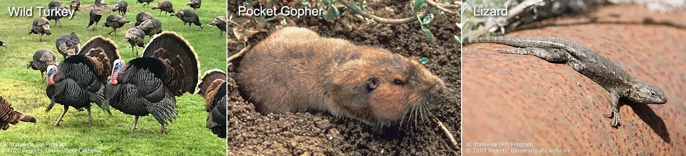 Vertebrates - birds, mammals and reptiles