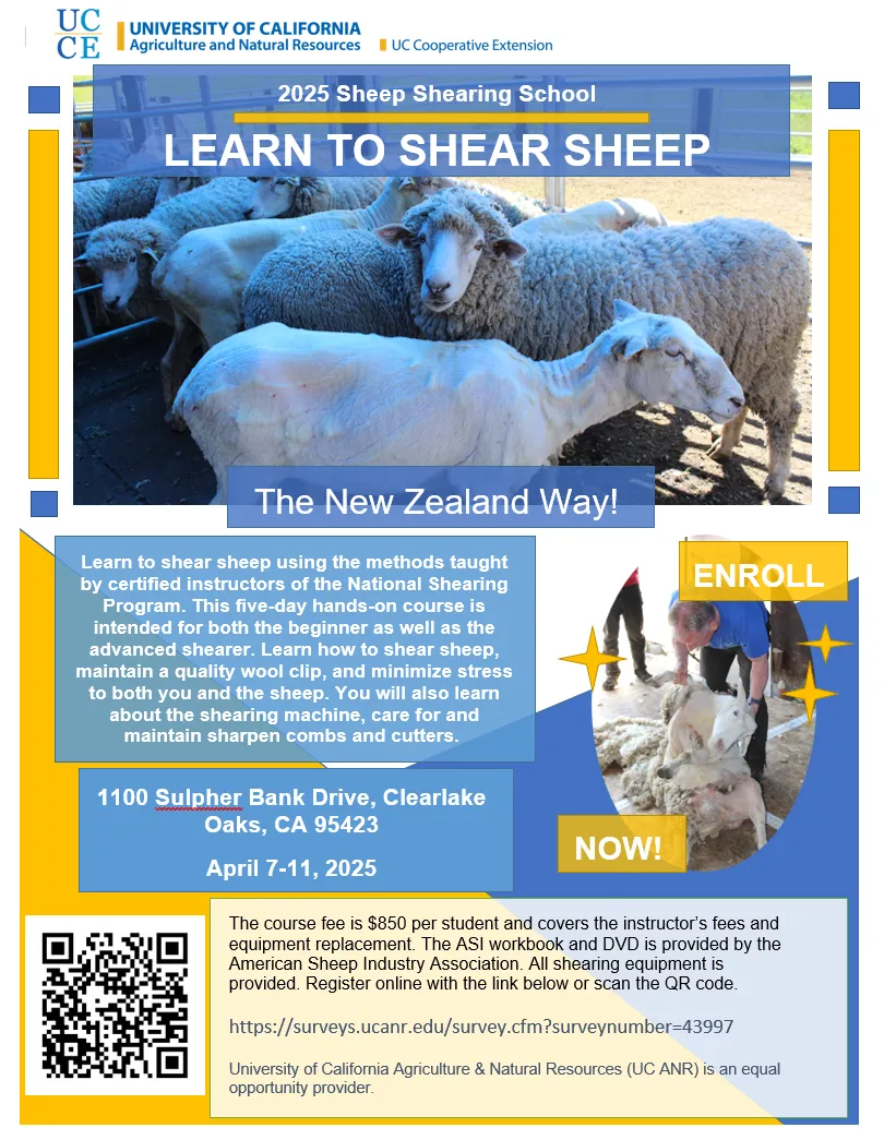 Sheep Shearing Flyer 25 Letter