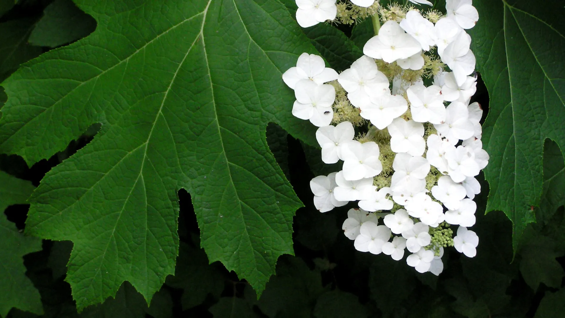 hydrangea quercifolia