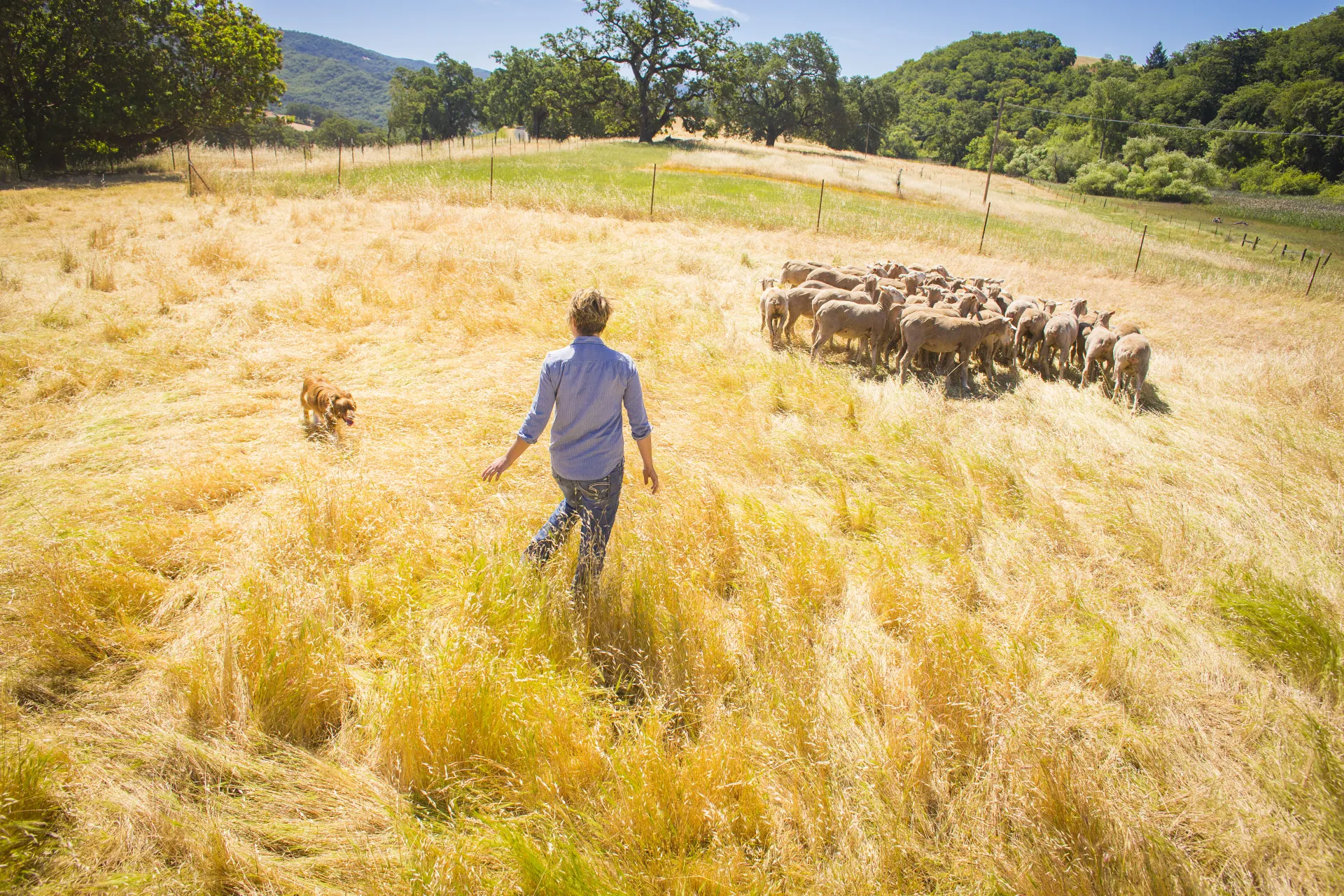 A shepherd and dog move sheep across a field