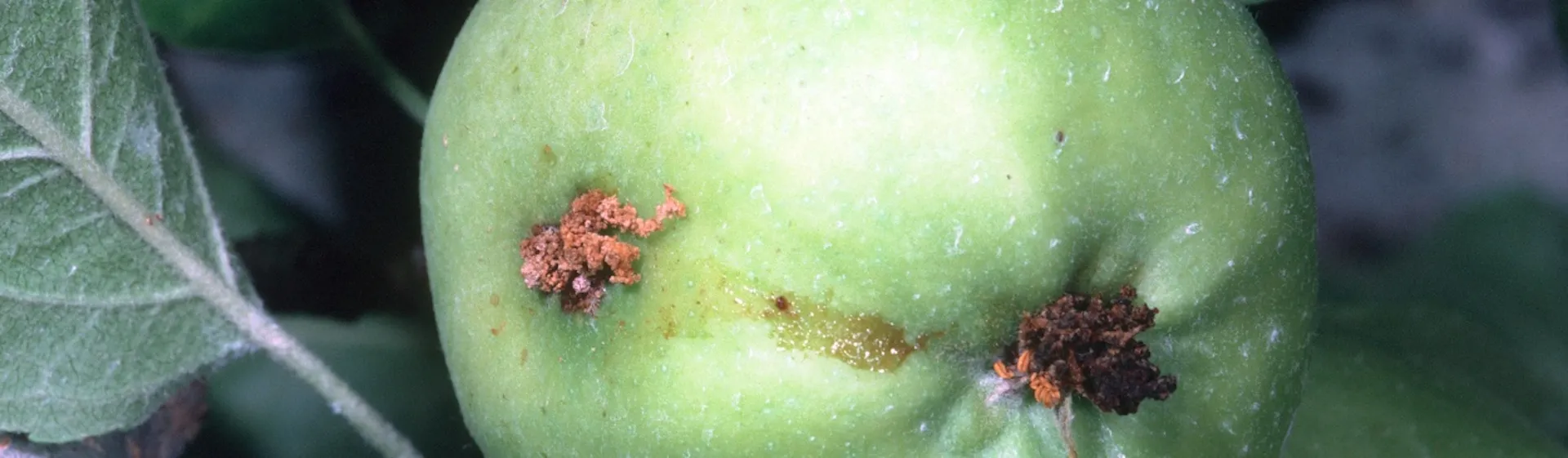 codling moth burrowing sign