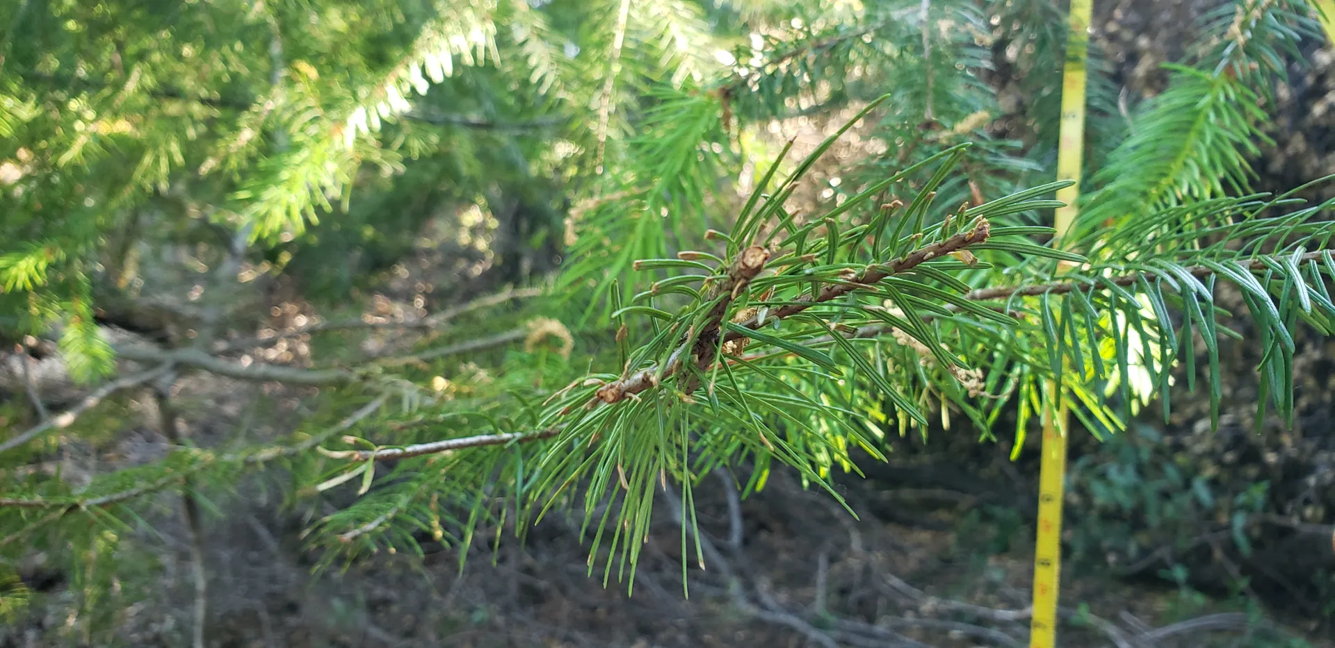Browsed Douglas-fir