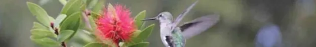 Hummingbird