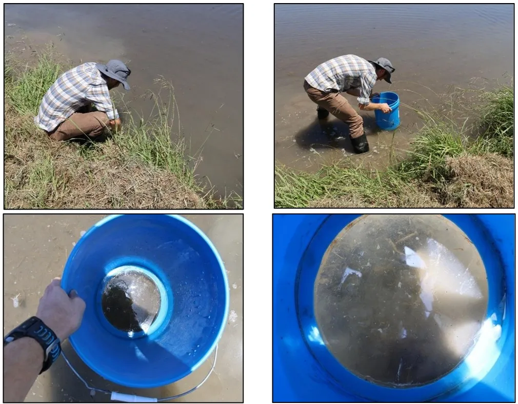scouting for tadpole shrimp using a bucket 