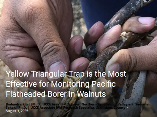 Yellow Triangular Trap is the Most Effective for Monitoring Pacific Flatheaded Borer in Walnuts
