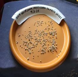 Tomato seeds drying, Royce Rhoads.