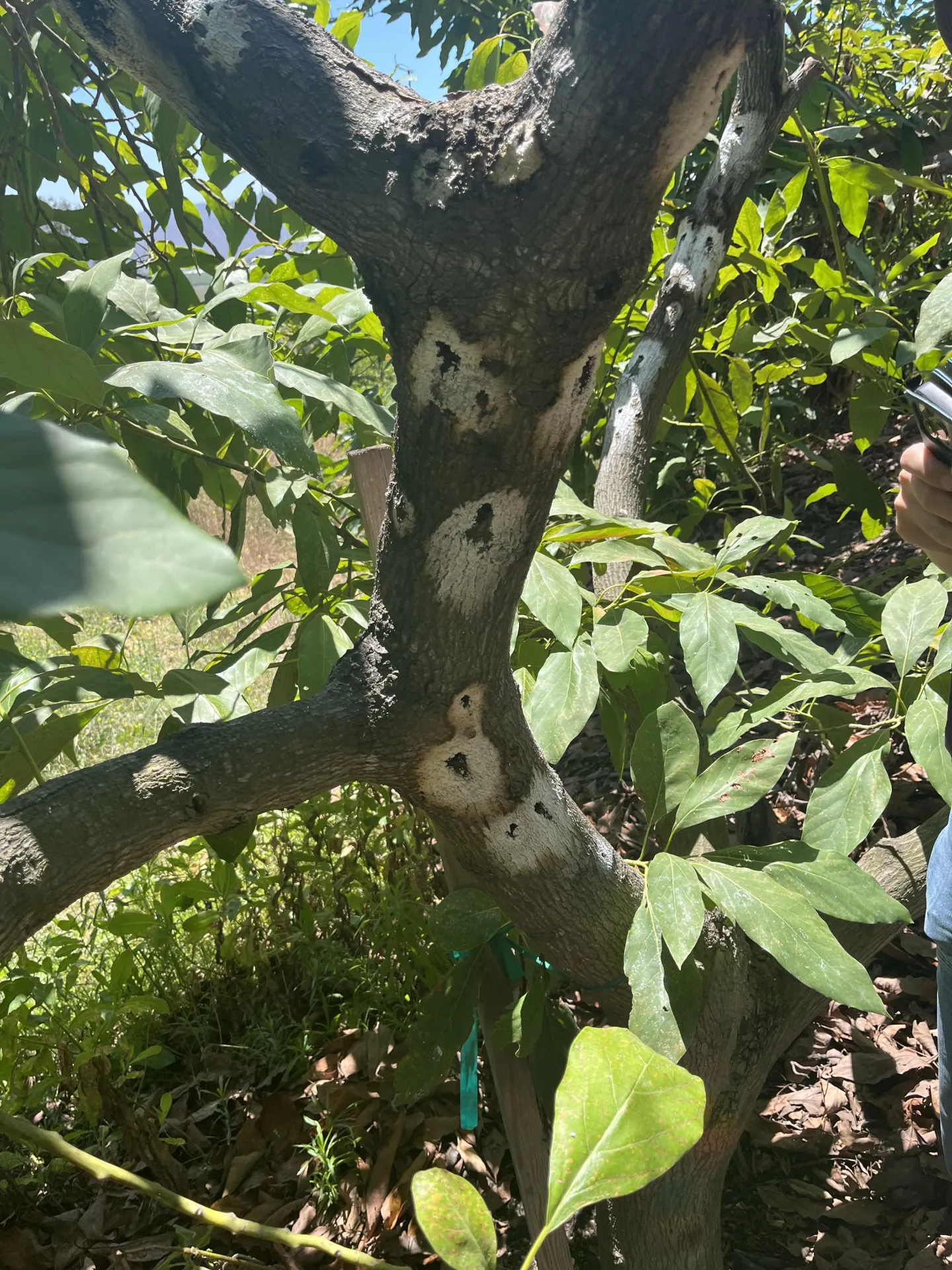 woodpecker cankers