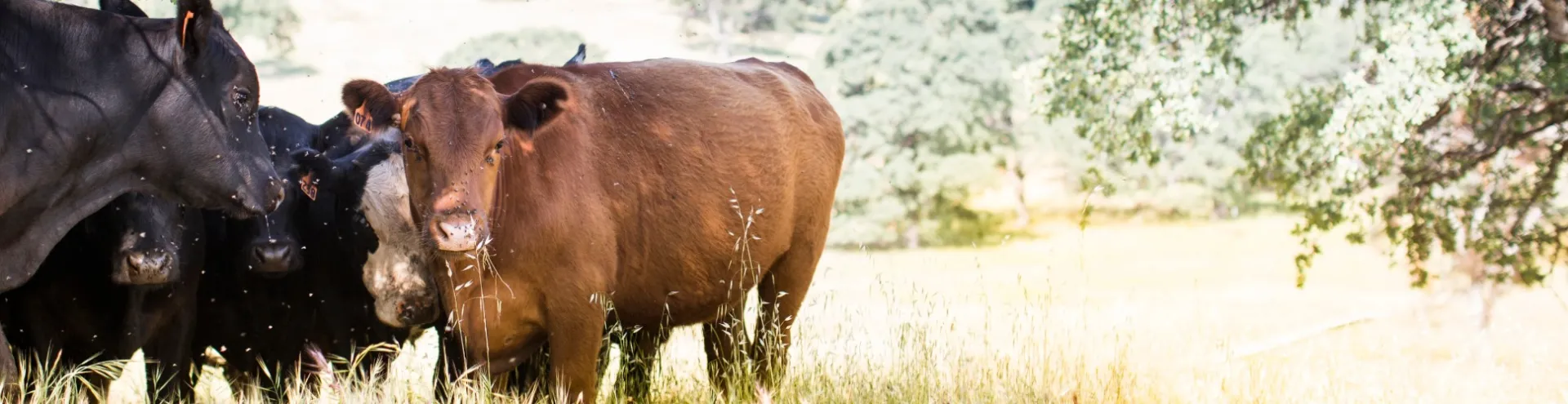 Cattle grazing at Sierra Foothill REC