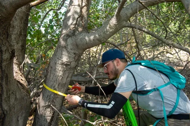 El voluntario Nathaniel Carbajal mide la circunferencia de un roble