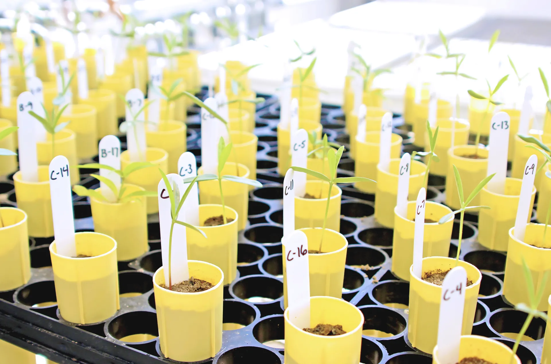 Greenhouse seedlings planted in rows at Kearney Research and Extension Center.