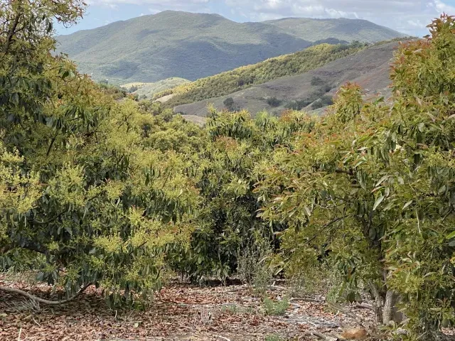 huerto de aguacates