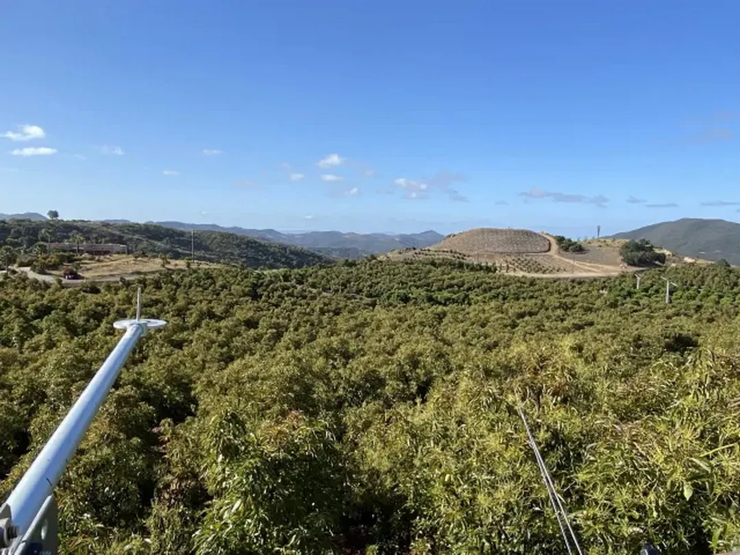 una vista de los huertos de aguacates donde se ven los sensores montados para el estudio