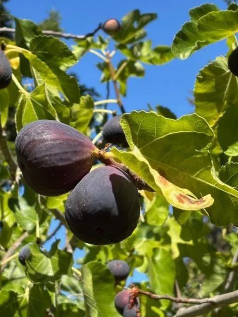 Ripe Mission Figs