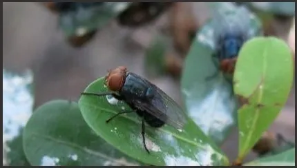 Screwworm